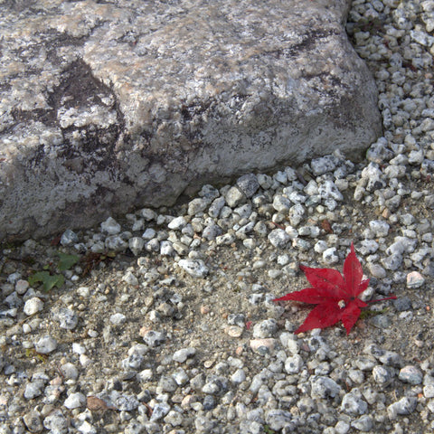 granite and maple leaves