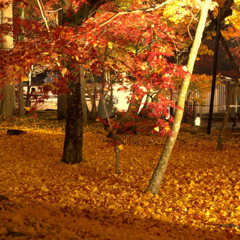 temple night illumination