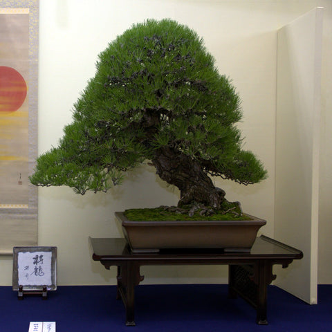 japanese black pines