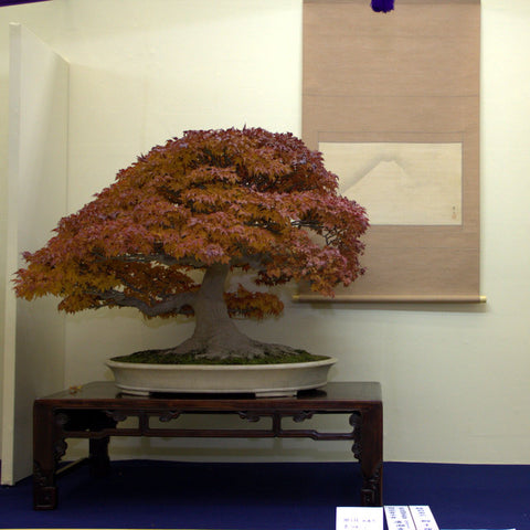 japanese maple bonsai trees