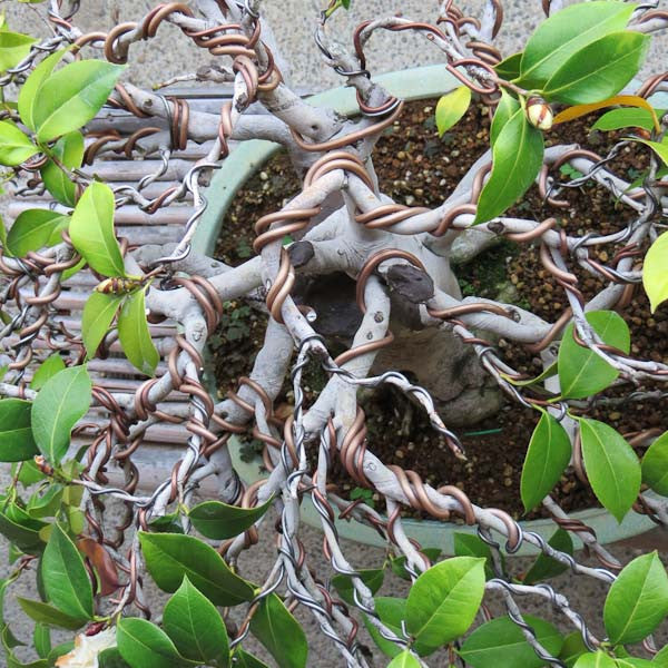 Camelia bonsai wiring