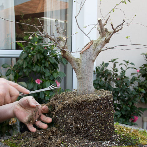 Hackberry bonsai raking out the roots
