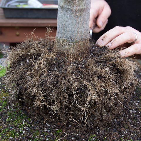 Hackberry bonsai root ball