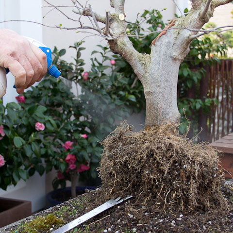 Keeping the root ball moist on a hackberry bonsai layering