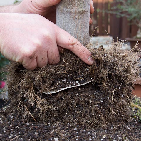 The plastic ring used to form horizontal roots