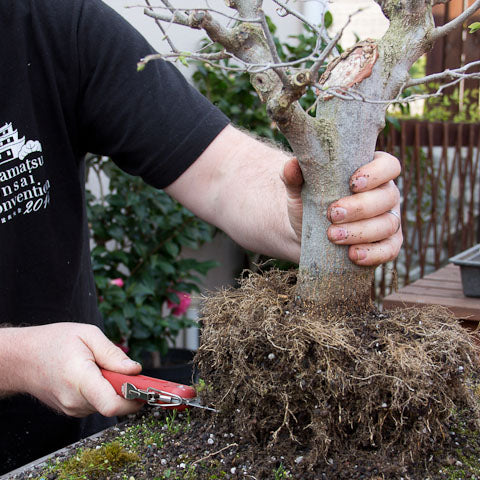Cutting the trunk on the layering Celtis sinensis