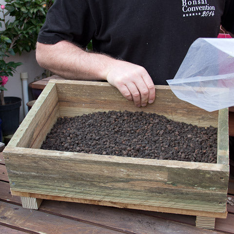 Planting box for the Hackberry layering