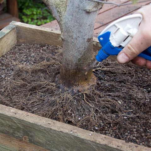 Misting the hackberry bonsai roots