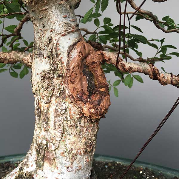 Chinese elm scarring