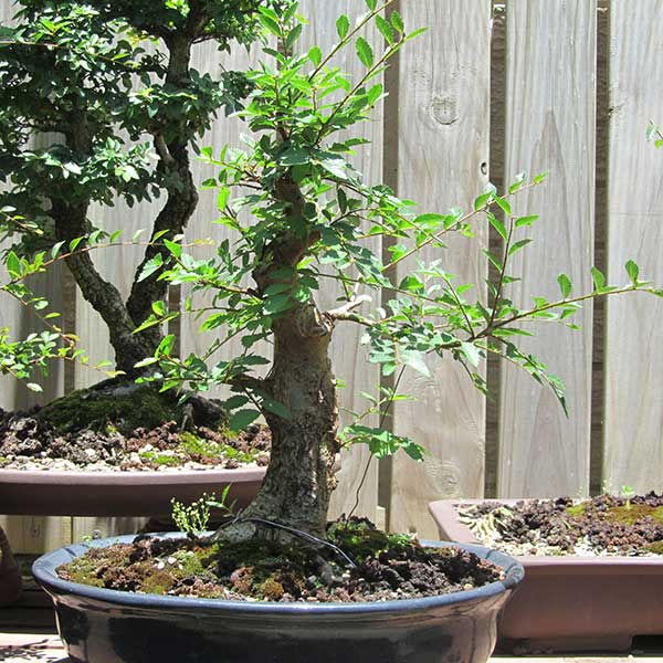 Potted Chinese elm