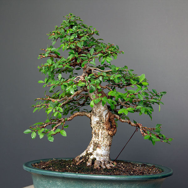 Chinese elm complete