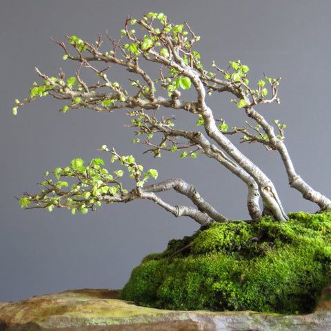 Chinese elm bonsai tree forest