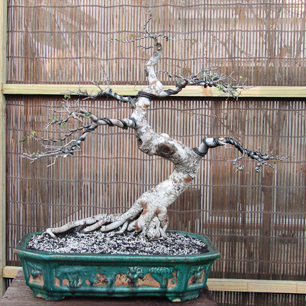 Remake of a chinese maple bonsai tree