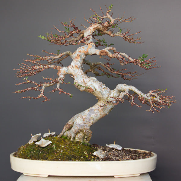 Chinese elm bonsai after wiring