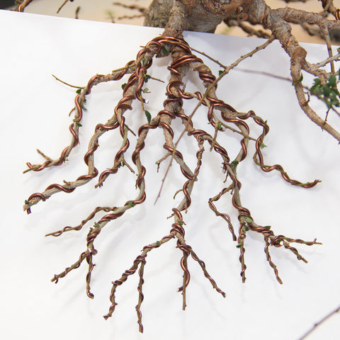 Main branch of Chinese Elm bonsai