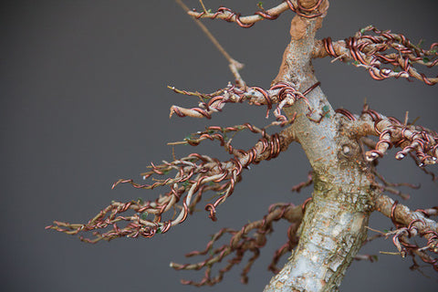 Chinese elm ramification bonsai