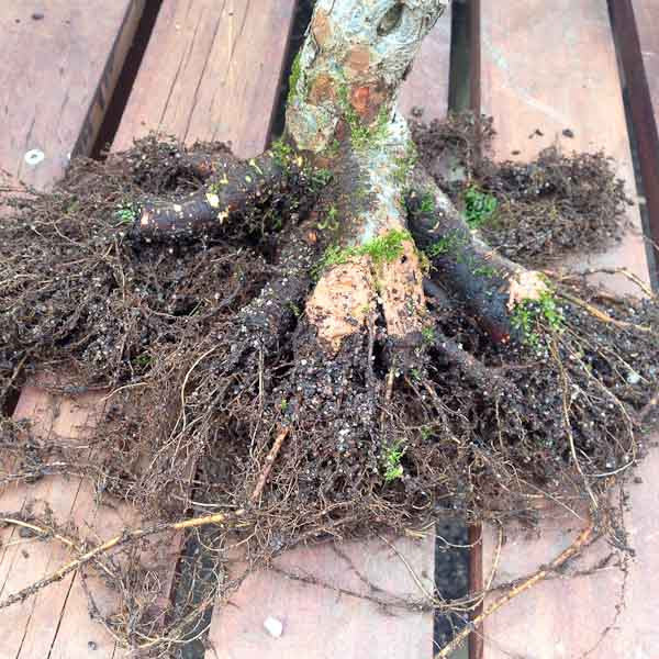 Chinese elm bonsai root system