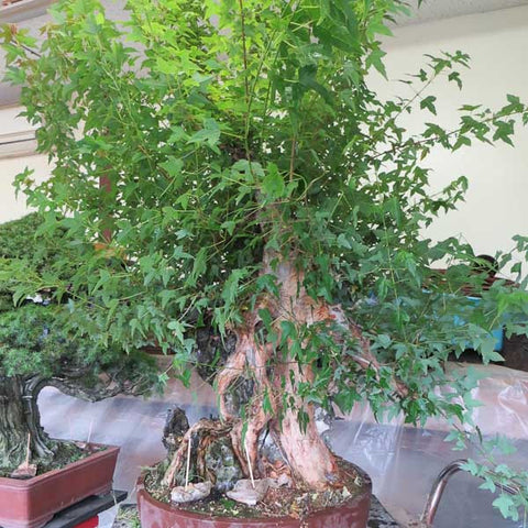 Chinese maple bonsai spring