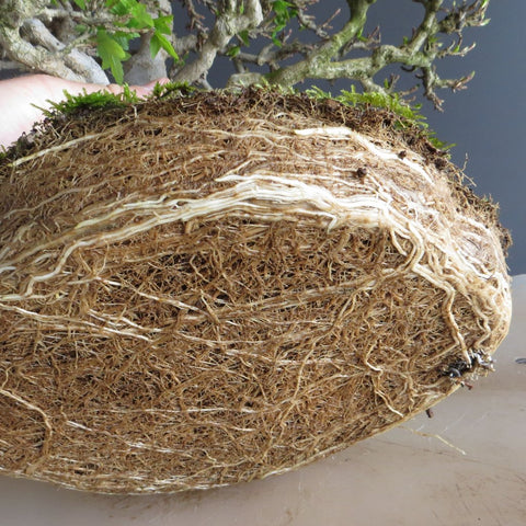 Chinese maple bonsai tree roots