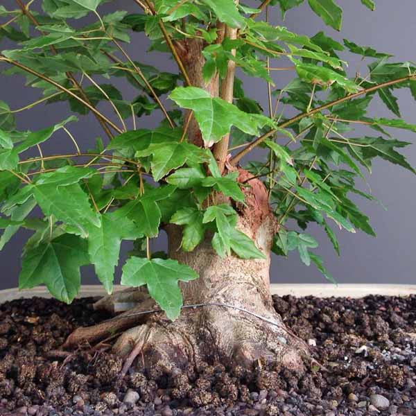 Chinese maple bonsai trunk development