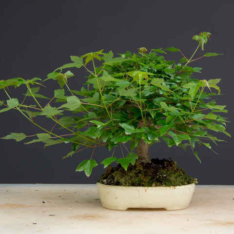 shohin chinese maple bonsai tree