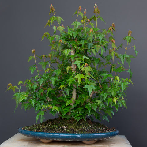clump style bonsai maple 