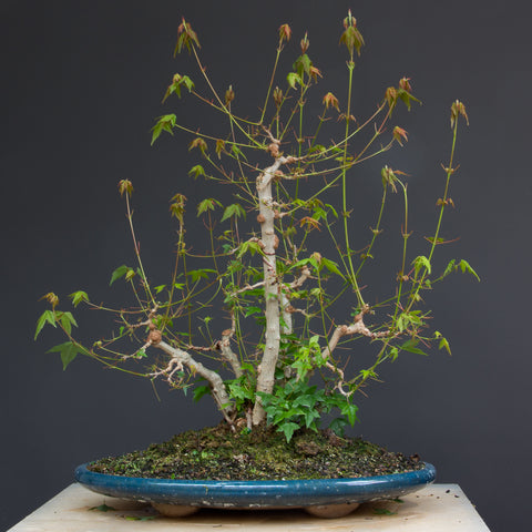 clump style bonsai maple 