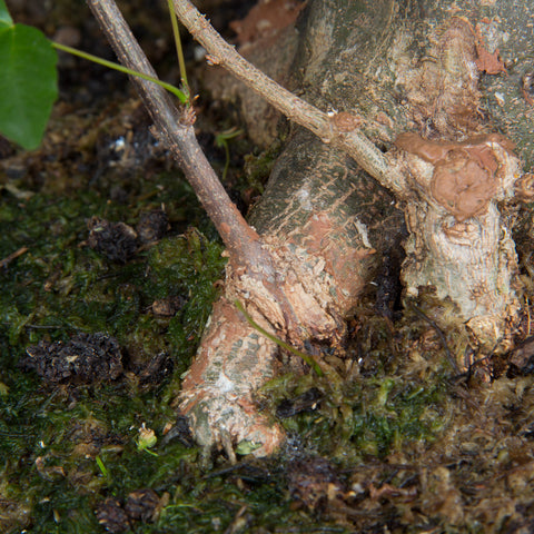 successful root graft