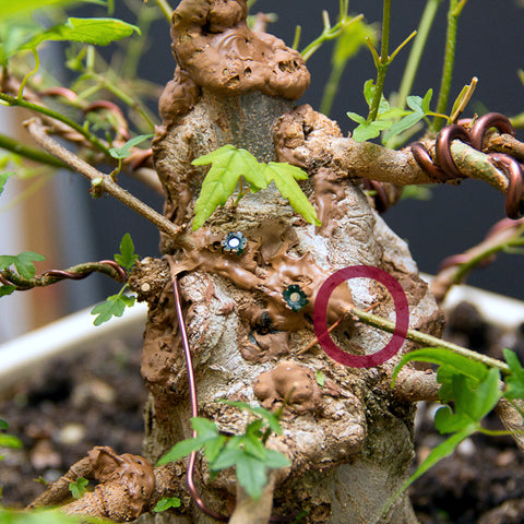 Chinese maple bonsai tree grafting