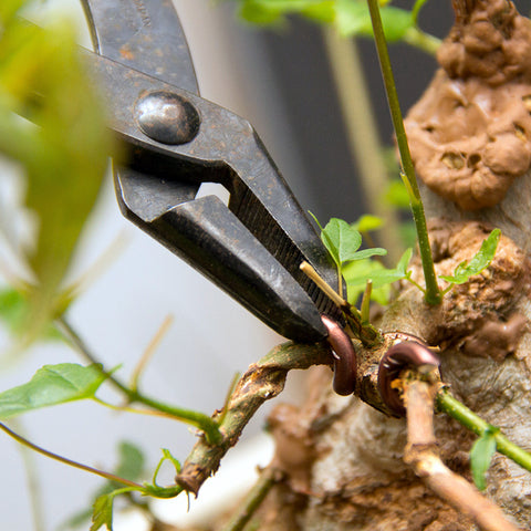 Chinese maple bonsai tree pliers