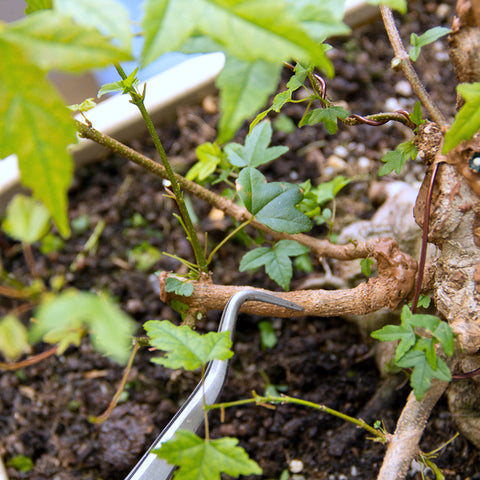 Chinese maple bonsai tree long internodes