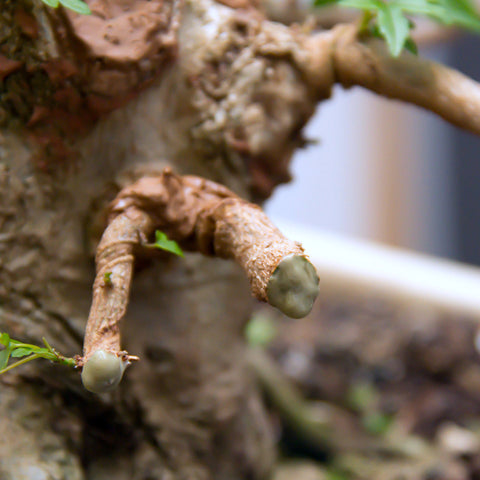 Chinese maple bonsai tree branches reduced