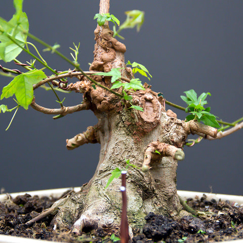 Chinese maple bonsai tree completed