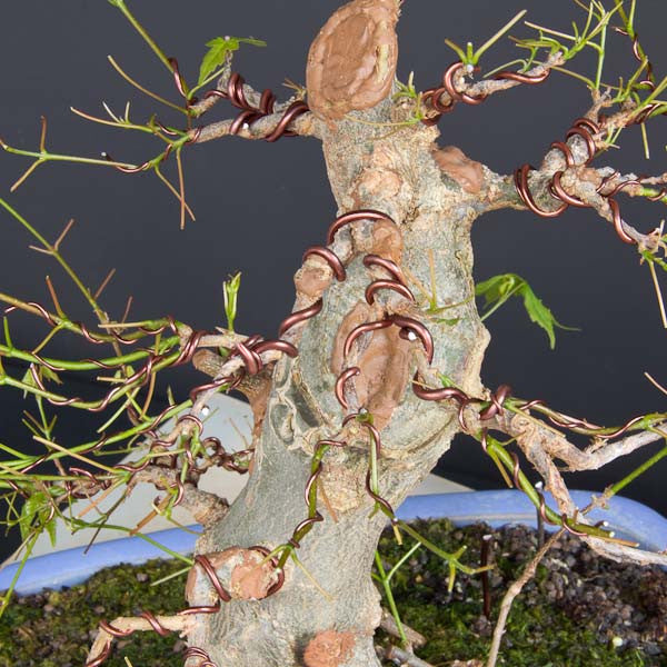 Chinese maple bonsai wired