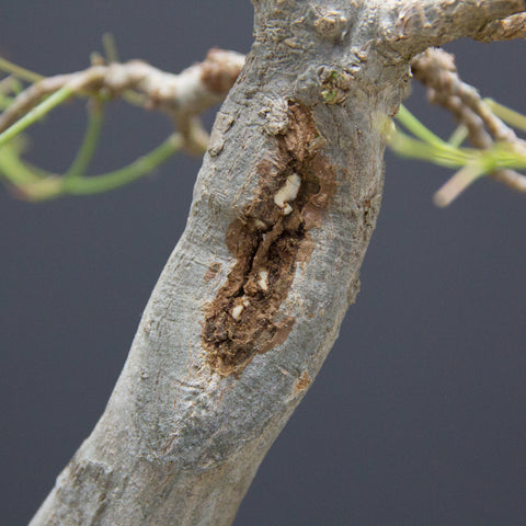 Main trunk scar healing