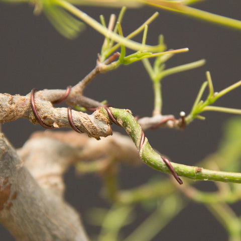 Chinese maple wire bite