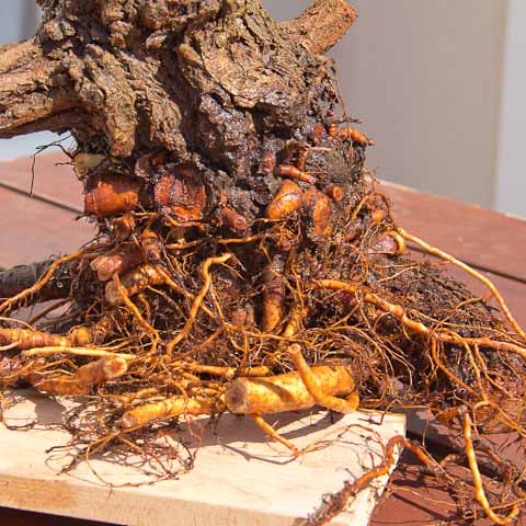 Chinese elm cork bark field grown roots exposed