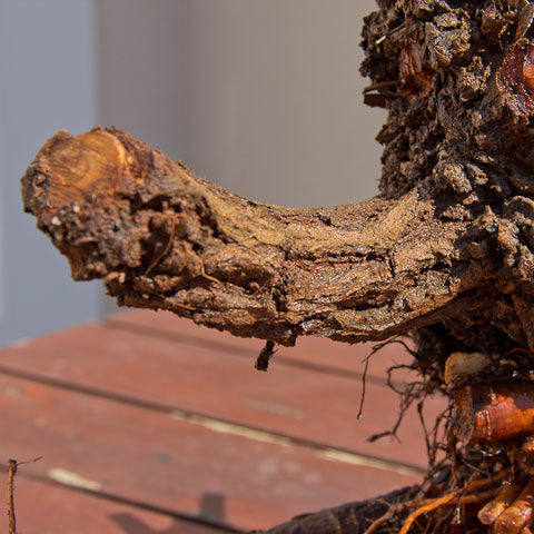 Chinese elm cork bark field grown sacrifice branches