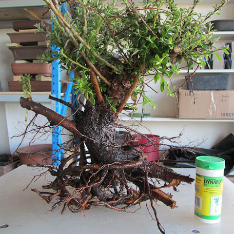 Field grown cotoneaster bonsai tree