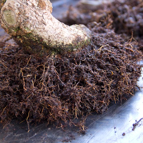 Cotoneaster bonsai root development