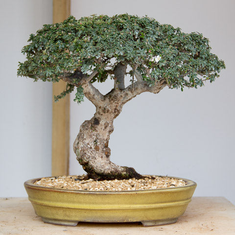 Final image of cotoneaster bonsai