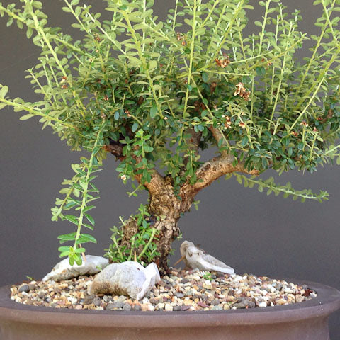 Organic fertilizer rock spray bonsai tree
