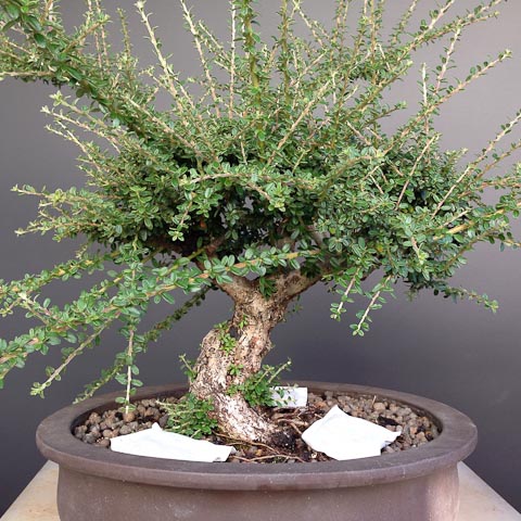 Bonsai Boost cotoneaster bonsai trees
