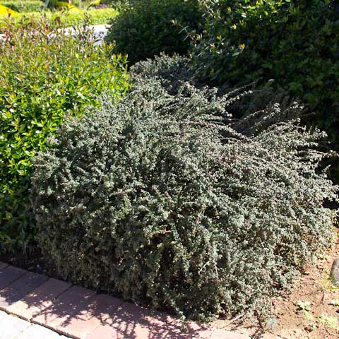 Cotoneaster bush to bonsai