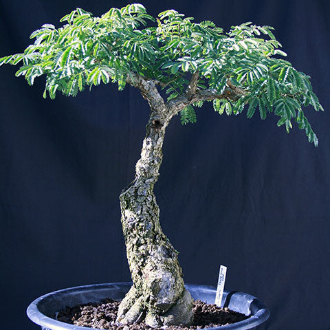 Initial styling of Acacia bonsai tree