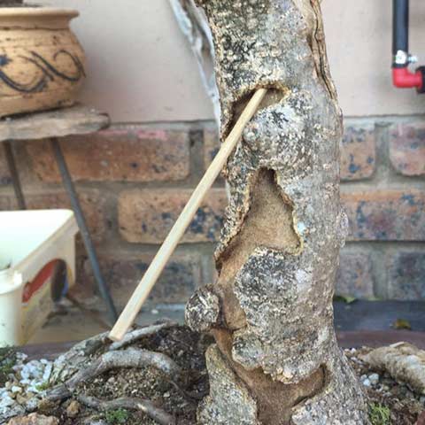 Fig tree borer damage