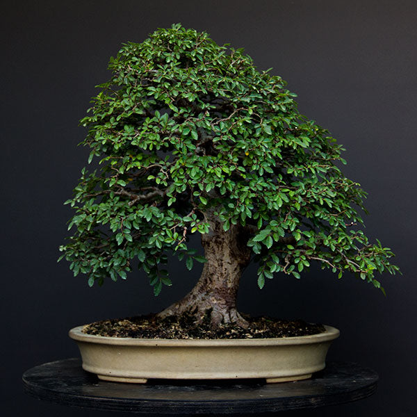 Chinese elm bonsai front view