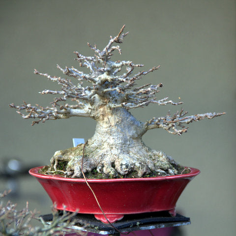Chinese maple bonsai tree layered
