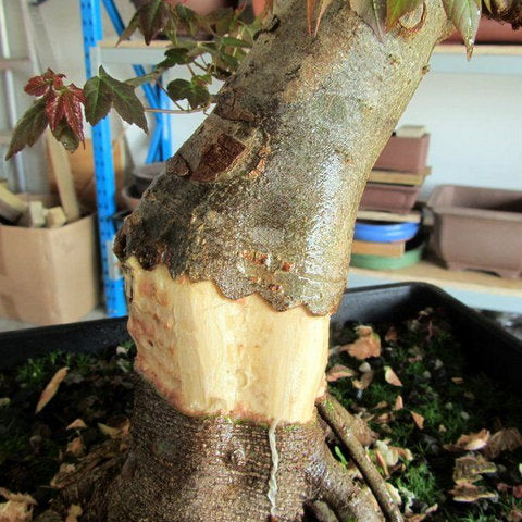 Chinese maple bonsai tree layering