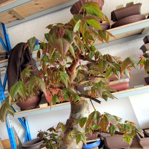 Chinese maple bonsai tree layering